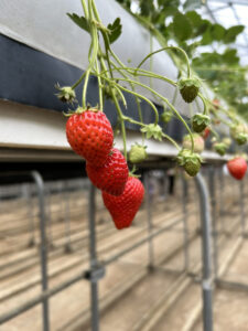 いちご狩り🍓