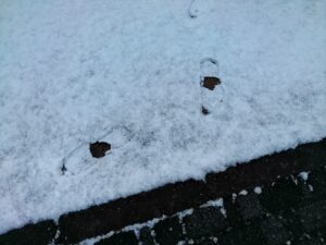 img_main_alt