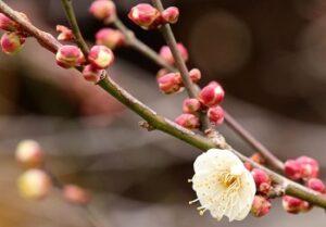 img_main_alt