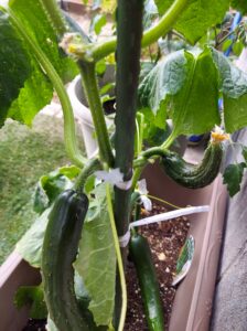 家庭菜園🍅