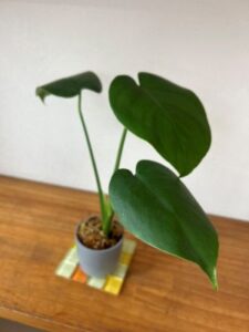 成長の季節