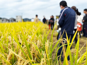 お米づくり体験教室~稲刈り編~