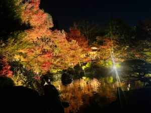 夜の紅葉🍁
