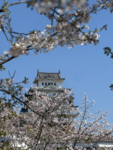 お花見を開催しました♪